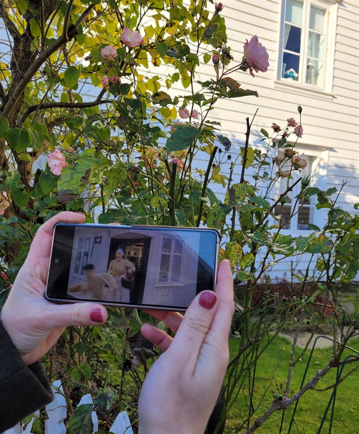 Mobil med app i hendene ved blomstrende hage - Klikk for stort bilde