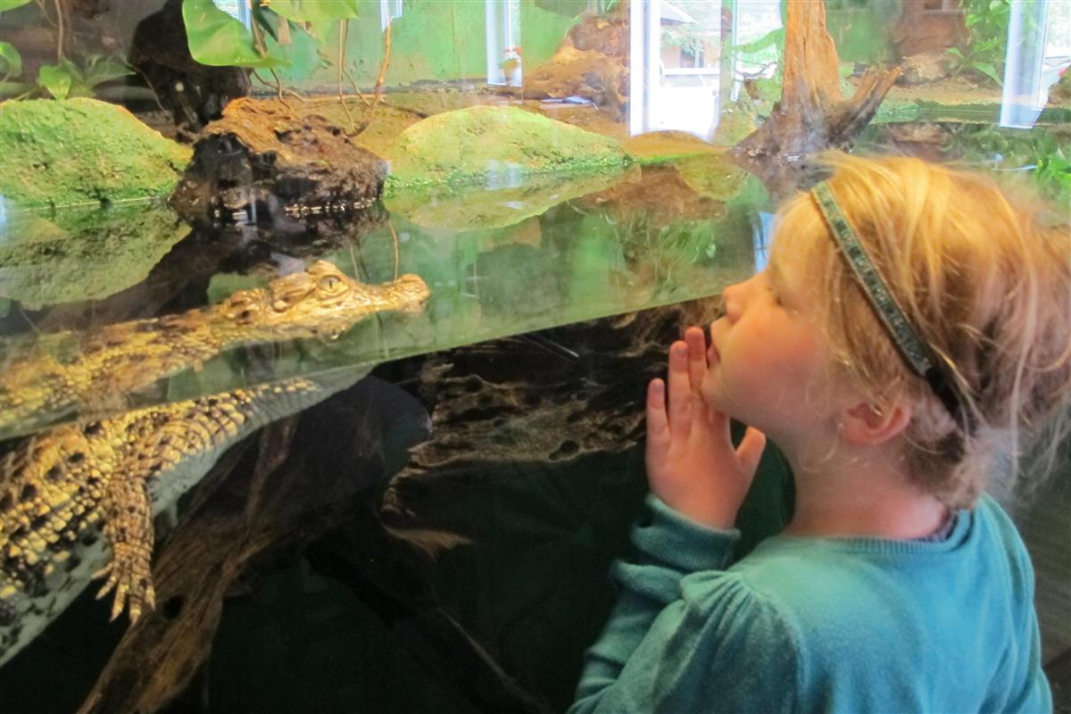 Jente ser på krokodille i Haugaland zoo - Klikk for stort bilde
